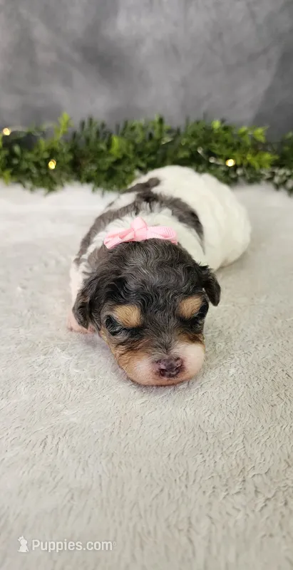 Grace – Poodle - Miniature  puppy for sale in Coldwater, MI