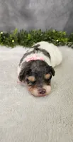 Grace, a female Poodle - Miniature  for sale in Coldwater, MI – 1 of 7
