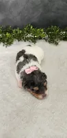 Grace, a female Poodle - Miniature  for sale in Coldwater, MI – 5 of 7