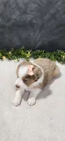 Grace, a female Miniature Australian Shepherd for sale in Coldwater, MI – 5 of 5