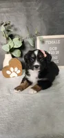 Grace, a female Miniature Australian Shepherd for sale in Coldwater, MI – 6 of 10