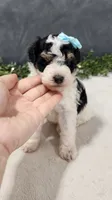 Benjie, a male Poodle - Miniature  for sale in Coldwater, MI – 7 of 7