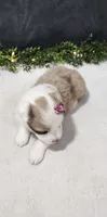 Faith, a female Miniature Australian Shepherd for sale in Coldwater, MI – 3 of 5