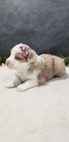 Faith, a female Miniature Australian Shepherd for sale in Coldwater, MI – 2 of 5
