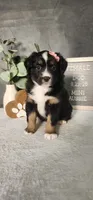 Grace, a female Miniature Australian Shepherd for sale in Coldwater, MI – 8 of 10