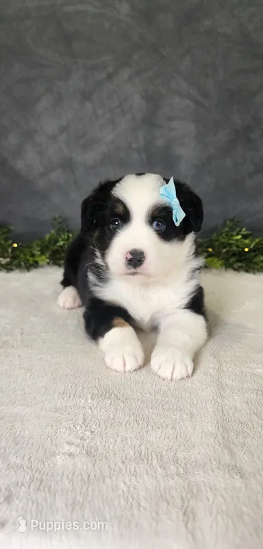 Oliver – Miniature Australian Shepherd puppy for sale in Coldwater, MI