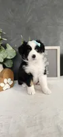 Oliver, a male Miniature Australian Shepherd for sale in Coldwater, MI – 2 of 5