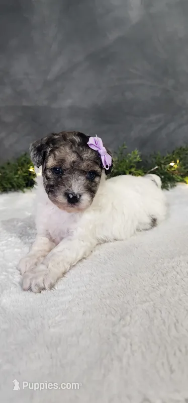 Sadie – Poodle - Miniature  puppy for sale in Coldwater, MI