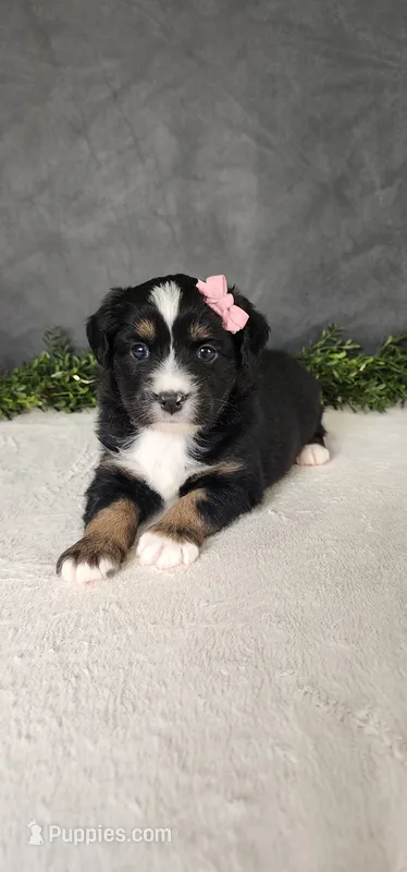Grace – Miniature Australian Shepherd puppy for sale in Coldwater, MI