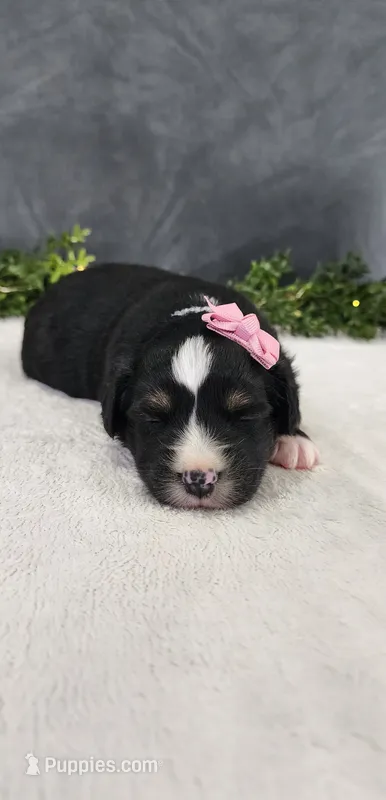 Grace – Miniature Australian Shepherd puppy for sale in Coldwater, MI
