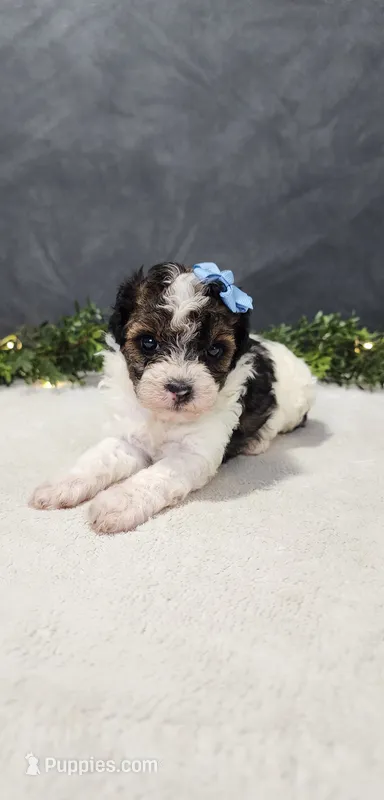 Milo – Poodle - Miniature  puppy for sale in Coldwater, MI