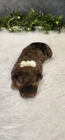 Joy, a female Poodle - Miniature  for sale in Coldwater, MI – 3 of 3