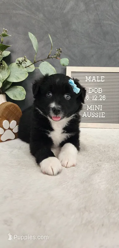 Oliver – Miniature Australian Shepherd puppy for sale in Coldwater, MI