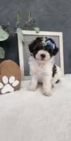 Milo, a male Poodle - Miniature  for sale in Coldwater, MI – 8 of 10