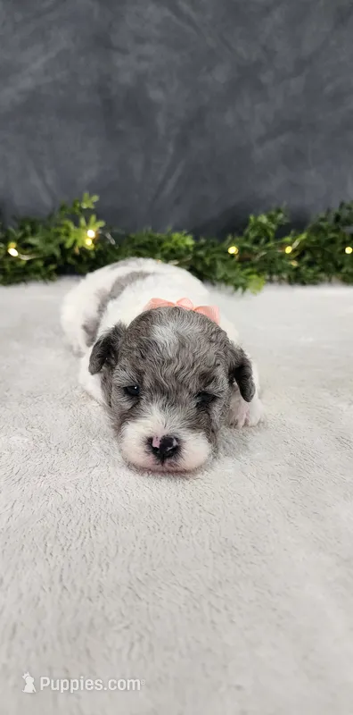 Angel – Poodle - Miniature  puppy for sale in Coldwater, MI