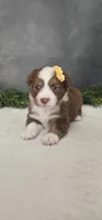 Kara, a female Miniature Australian Shepherd for sale in Coldwater, MI – 2 of 4