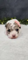 Teddy, a male Poodle - Miniature  for sale in Coldwater, MI – Photo 3 of 5
