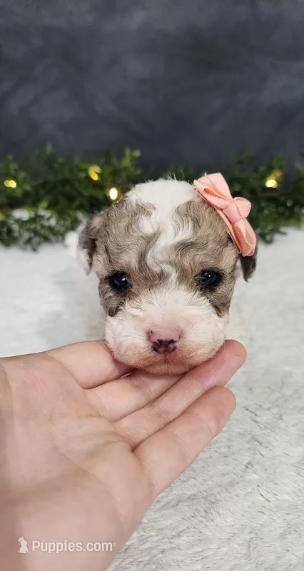 Teddy – Poodle - Miniature  puppy for sale in Coldwater, MI