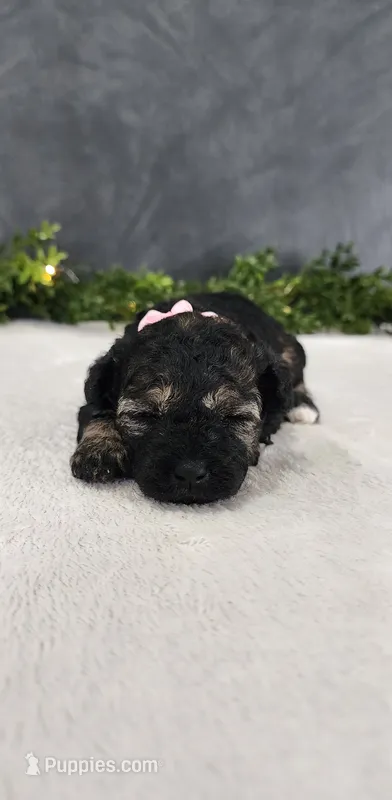 Faith – Poodle - Miniature  puppy for sale in Coldwater, MI