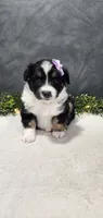 Daisy, a female Miniature Australian Shepherd for sale in Coldwater, MI – 6 of 7