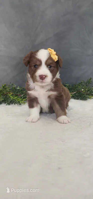 Kara – Miniature Australian Shepherd puppy for sale in Coldwater, MI