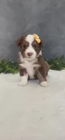 Kara, a female Miniature Australian Shepherd for sale in Coldwater, MI – 1 of 4