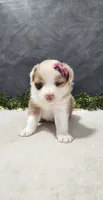 Faith, a female Miniature Australian Shepherd for sale in Coldwater, MI – 5 of 5