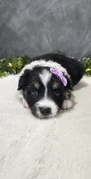 Daisy, a female Miniature Australian Shepherd for sale in Coldwater, MI – 5 of 7