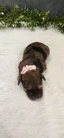 Abby, a female Poodle - Miniature  for sale in Coldwater, MI – 2 of 4