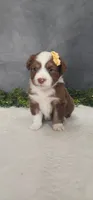 Kara, a female Miniature Australian Shepherd for sale in Coldwater, MI – 3 of 4