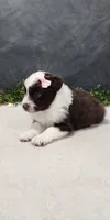 Avery, a female Miniature Australian Shepherd for sale in Coldwater, MI – 3 of 7