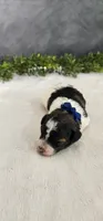 Milo, a male Poodle - Miniature  for sale in Coldwater, MI – 7 of 7