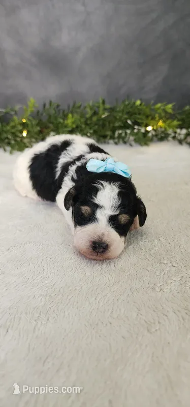 Benjie – Poodle - Miniature  puppy for sale in Coldwater, MI