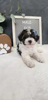 Milo, a male Poodle - Miniature  for sale in Coldwater, MI – 5 of 10