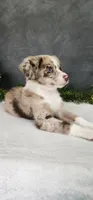Charlie, a male Miniature Australian Shepherd for sale in Coldwater, MI – 4 of 6