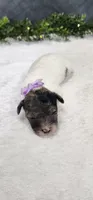 Sadie, a female Poodle - Miniature  for sale in Coldwater, MI – 2 of 4