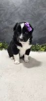 Layla, a female Miniature Australian Shepherd for sale in Coldwater, MI – 4 of 4