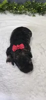 Faith, a female Poodle - Miniature  for sale in Coldwater, MI – 4 of 4