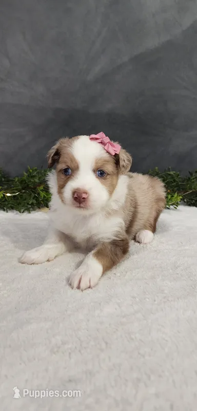 Daisy – Miniature Australian Shepherd puppy for sale in Coldwater, MI