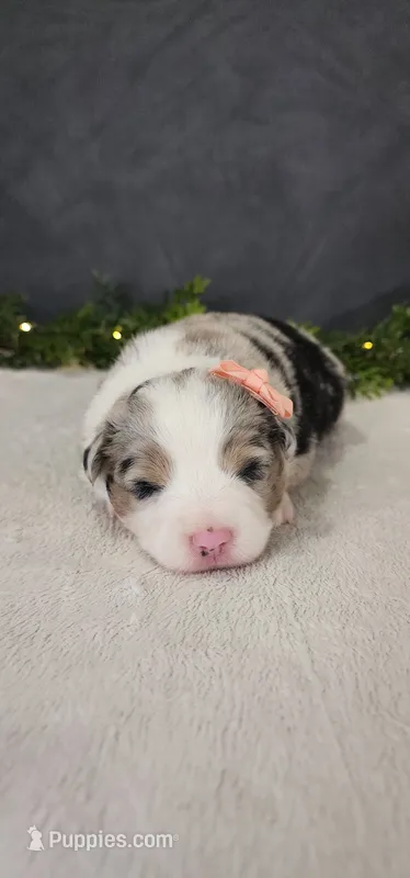 Luna – Miniature Australian Shepherd puppy for sale in Coldwater, MI