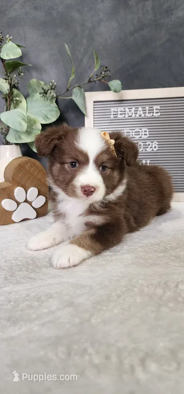 Kara – Miniature Australian Shepherd puppy for sale in Coldwater, MI