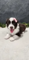Avery, a female Miniature Australian Shepherd for sale in Coldwater, MI – 2 of 7