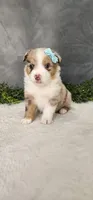 Max, a male Miniature Australian Shepherd for sale in Coldwater, MI – 4 of 4