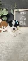 Milo, a male Poodle - Miniature  for sale in Coldwater, MI – 3 of 6