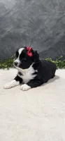 Ellie, a female Miniature Australian Shepherd for sale in Coldwater, MI – 4 of 5