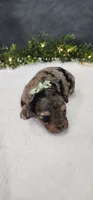 Oliver , a male Poodle - Miniature  for sale in Coldwater, MI – 6 of 8
