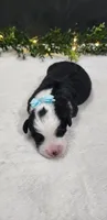 Oliver, a male Miniature Australian Shepherd for sale in Coldwater, MI – 2 of 3