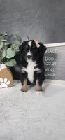Grace, a female Miniature Australian Shepherd for sale in Coldwater, MI – 7 of 10