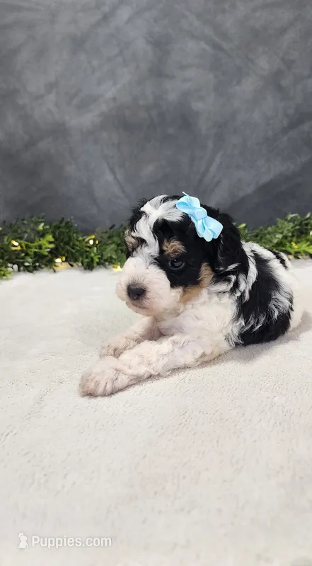 Benjie – Poodle - Miniature  puppy for sale in Coldwater, MI