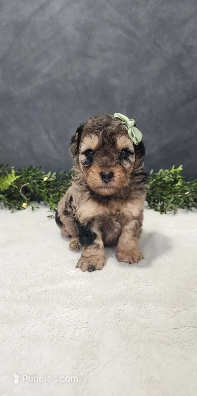Archie – Poodle - Miniature  puppy for sale in Coldwater, MI